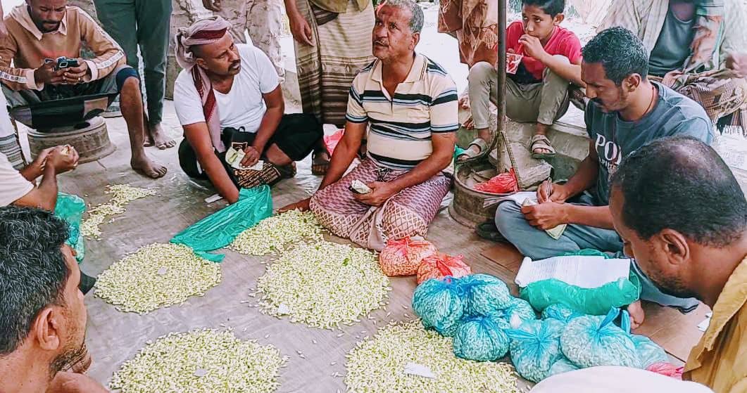 الفل اللحجي.. مصدر رزق ورائحة منعشة