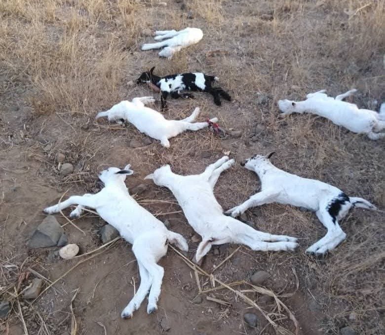 مرض فيروسي يفتك بالماشية في اليمن.. ماهي الحلول؟