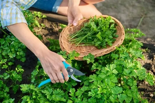 خطوات زراعة البقدونس والاهتمام به