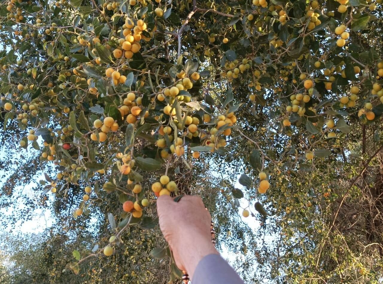 شجرة السدر