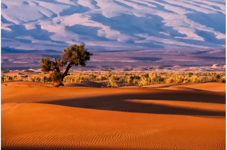 صحراء الربع الخالي كانت خضراء.. كيف تحولت بيئة قاحلة؟