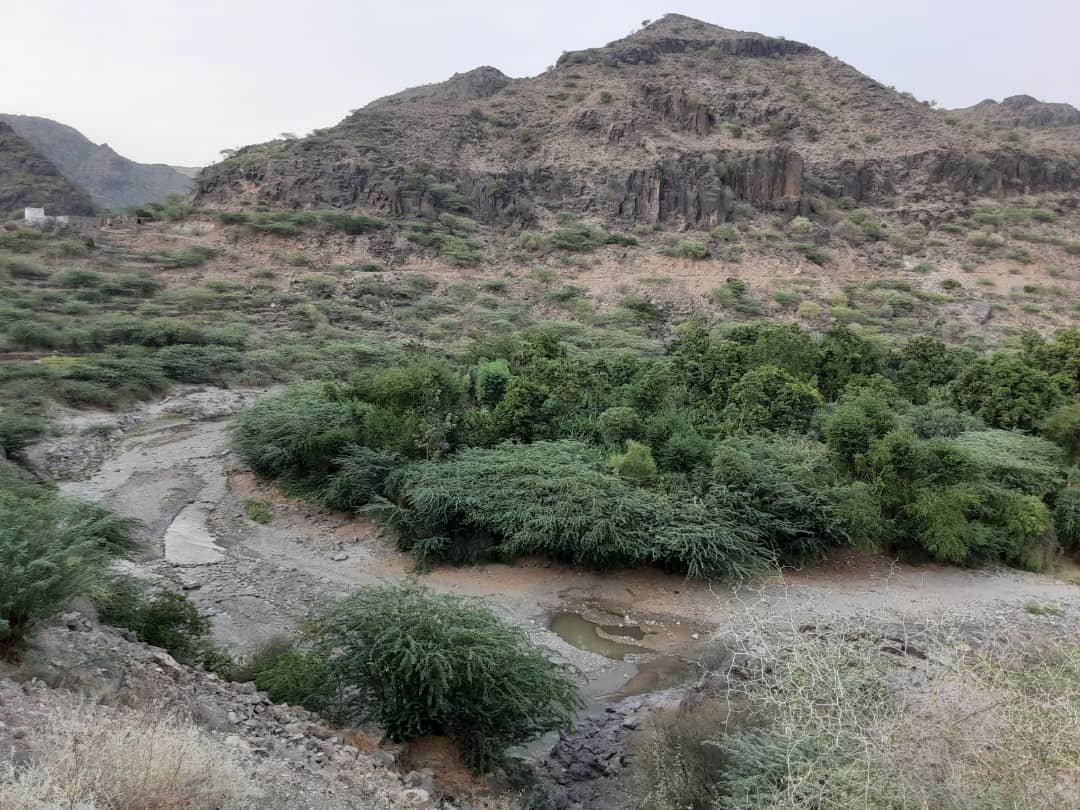 المحويت.. مزارعو الموز جهود مضنية بلا مقابل