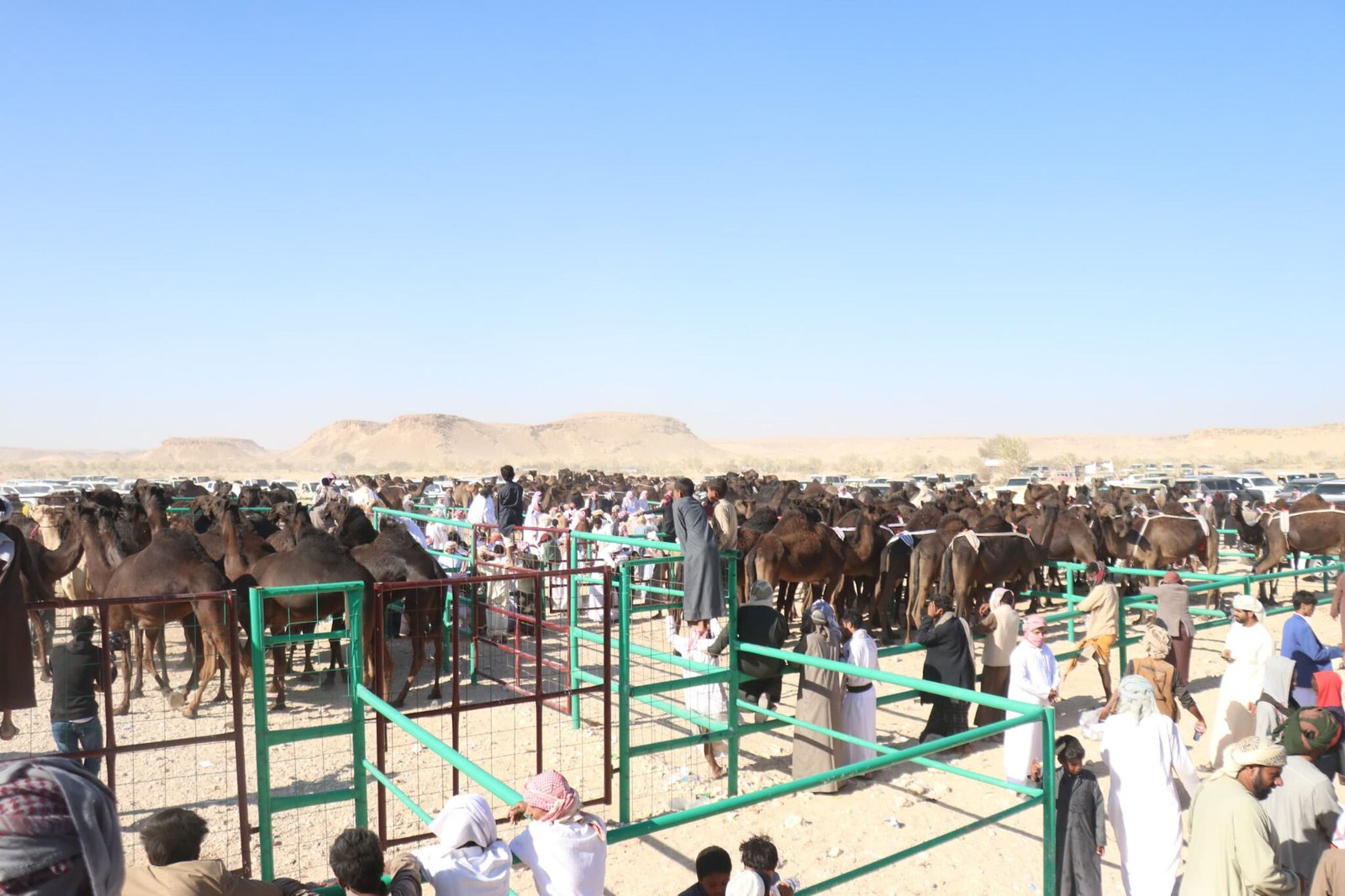 المهرة درة اليمن الشرقية: الطبيعة الخلابة والتاريخ العريق