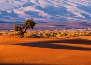 الجزيرة العربية الخضراء.. مناخ مغاير للتصورات السائدة
