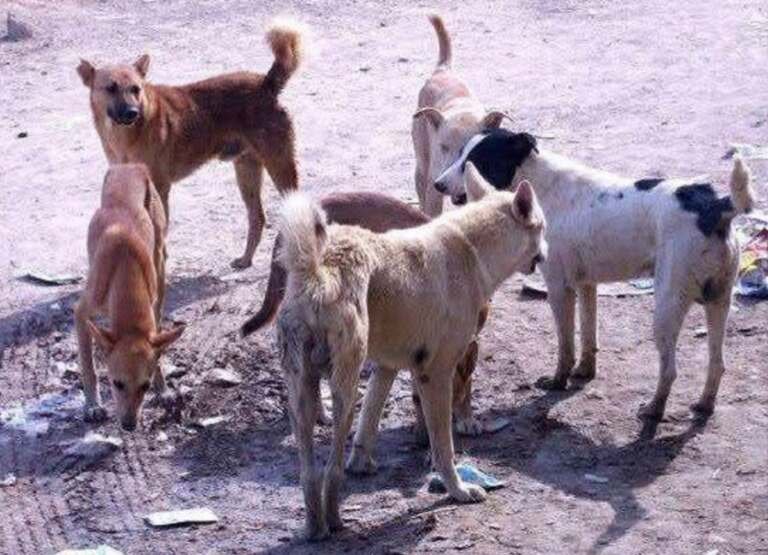 الكلاب الضالة تهدد أرواح السكان ومواشيهم بحجة