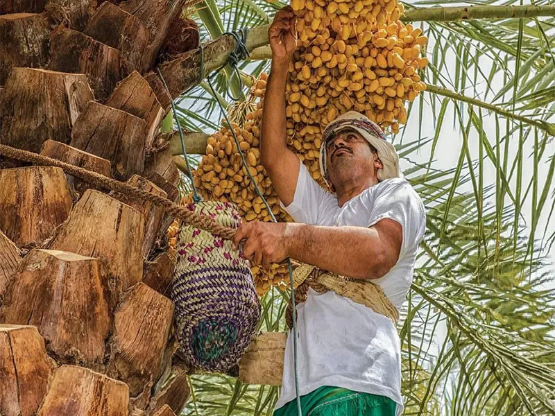 طريقة زراعة النخيل والحصول على "تمور فاخرة"