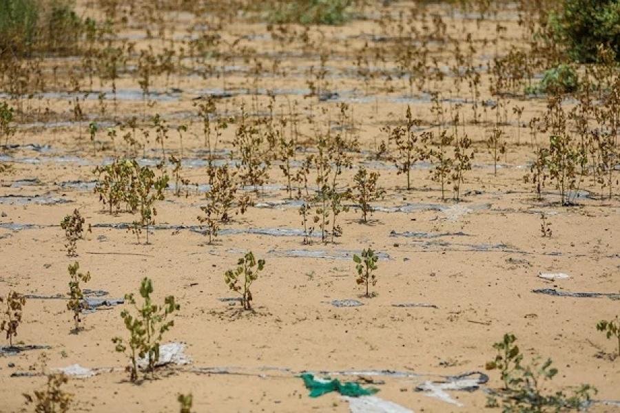 الجفاف يهدد ينابيع المياه: نقص الأمطار يفاقم معاناة اليمنيين