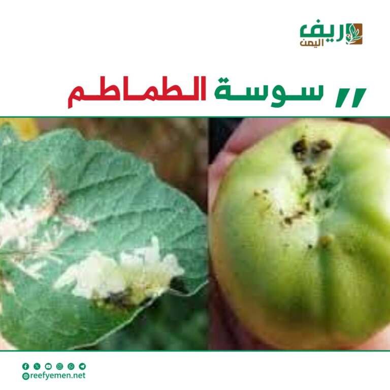 سوسة الطماطم.. ماذا تعرف عنها وماهي أضرارها؟