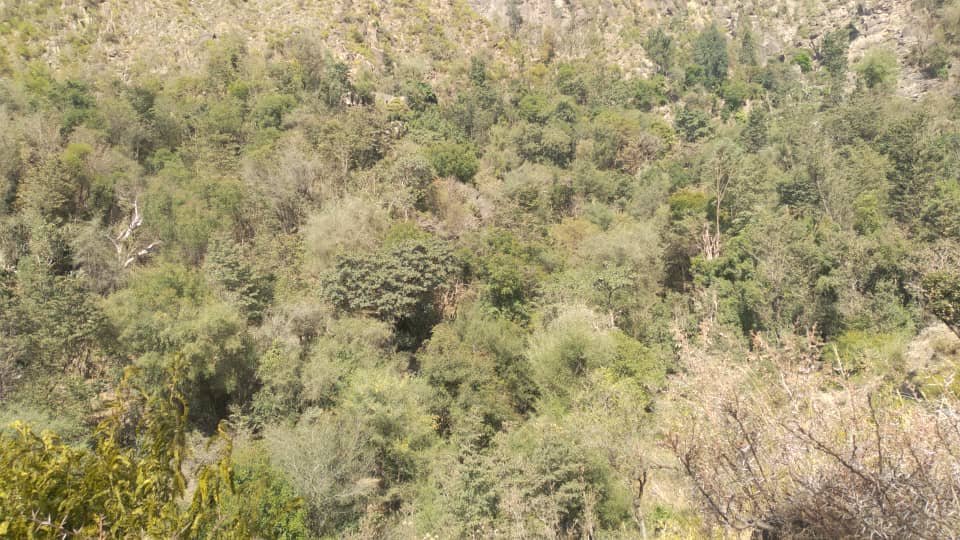 بداجة صبر.. قرية البن التي تصارع الجفاف وتتمسك بأصالة الجذور
