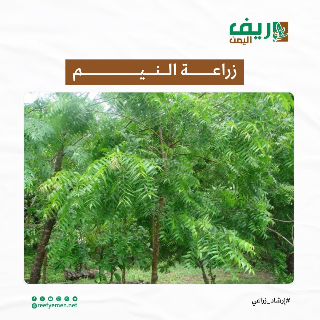 خطوات زراعة “النيم” من البذرة إلى الشجرة