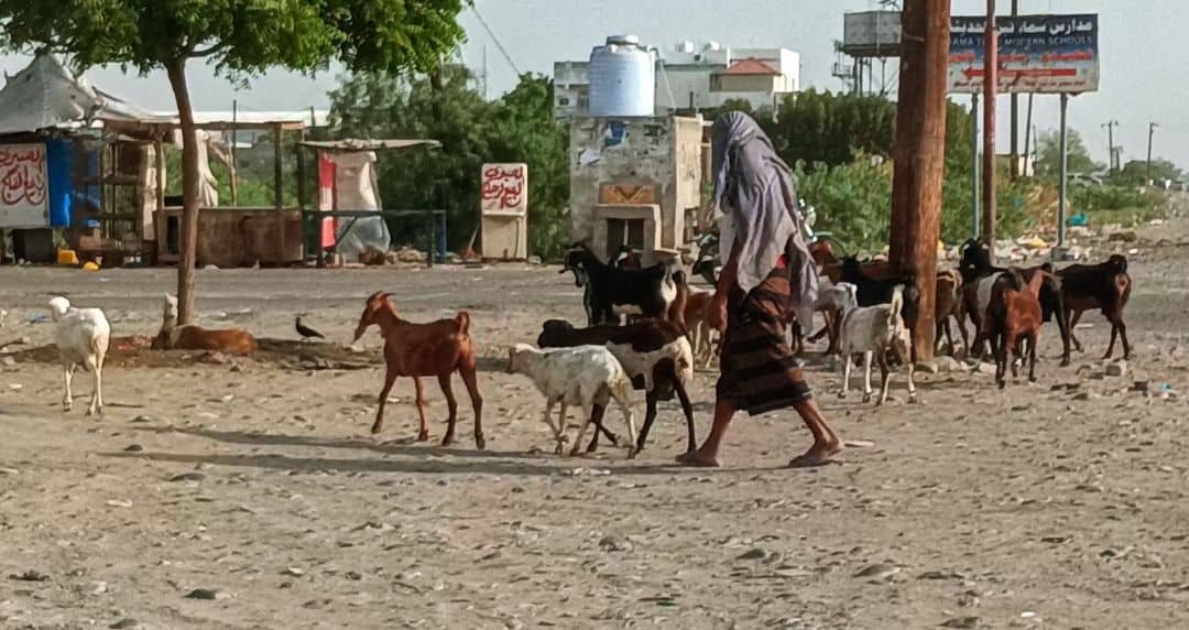 أضاحي سكان الريف.. بين وفرة الماضي وغلاء الحاضر