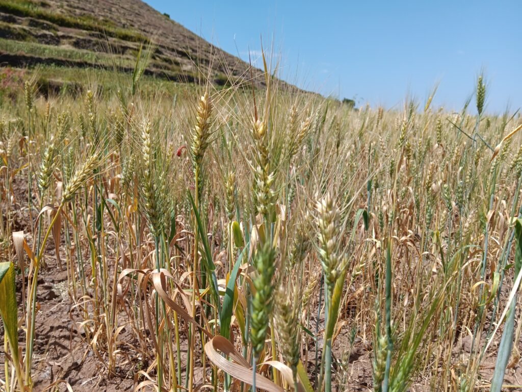 الحرب والجفاف