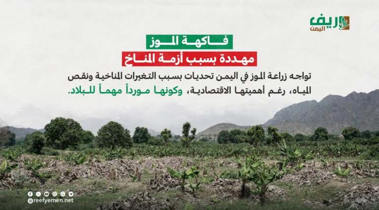 الموز وأزمة المناخ