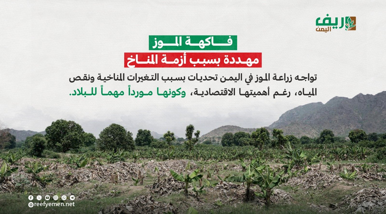 الموز وأزمة المناخ
