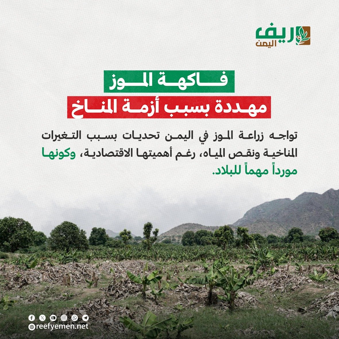 الموز.. فاكهة يمنية يهددها المناخ
