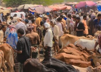 أضاحي سكان الريف.. بين وفرة الماضي وغلاء الحاضر
