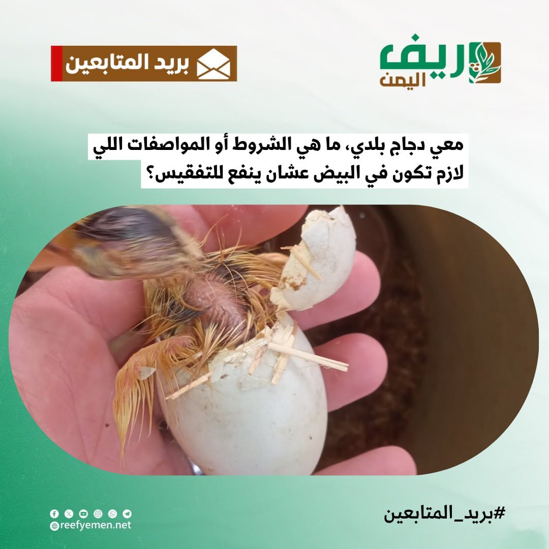 مواصفات بيض الدجاج الصالح للتفقيس
