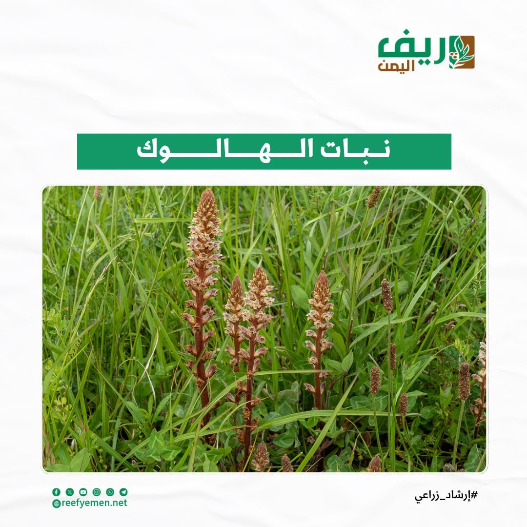 أثر الهالوك الطفيلي على الإنتاج الزراعي وطرق مكافحته