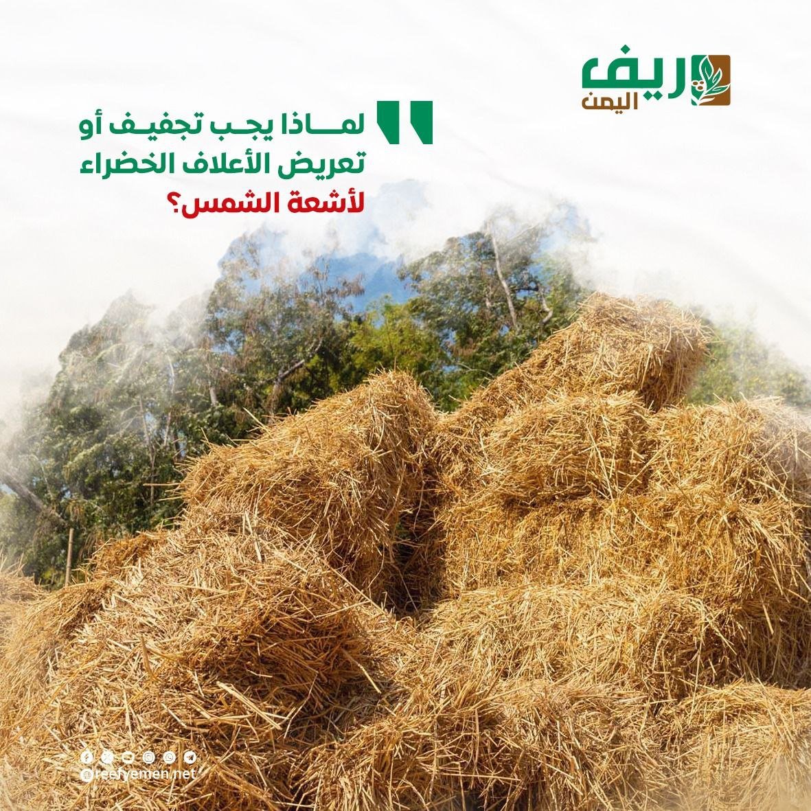 أهمية تجفيف الأعلاف الخضراء قبل تقديمها للحيوانات
