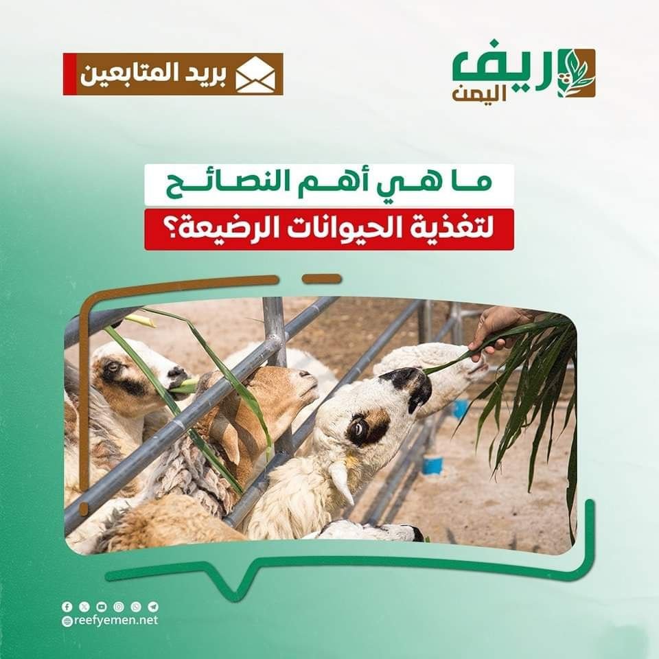 ممارسات صحيحة لتغذية مواليد الحيوانات