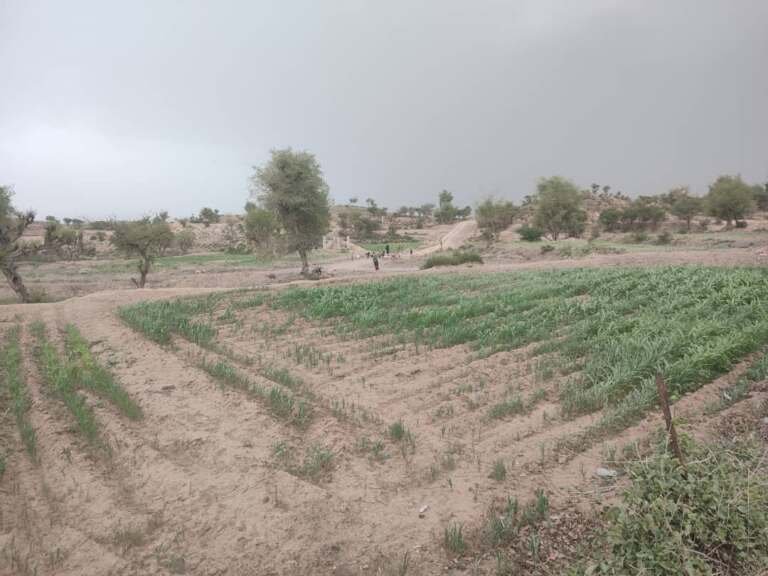 تعز.. الجفاف يهدد محاصيل الذرة الرفيعة