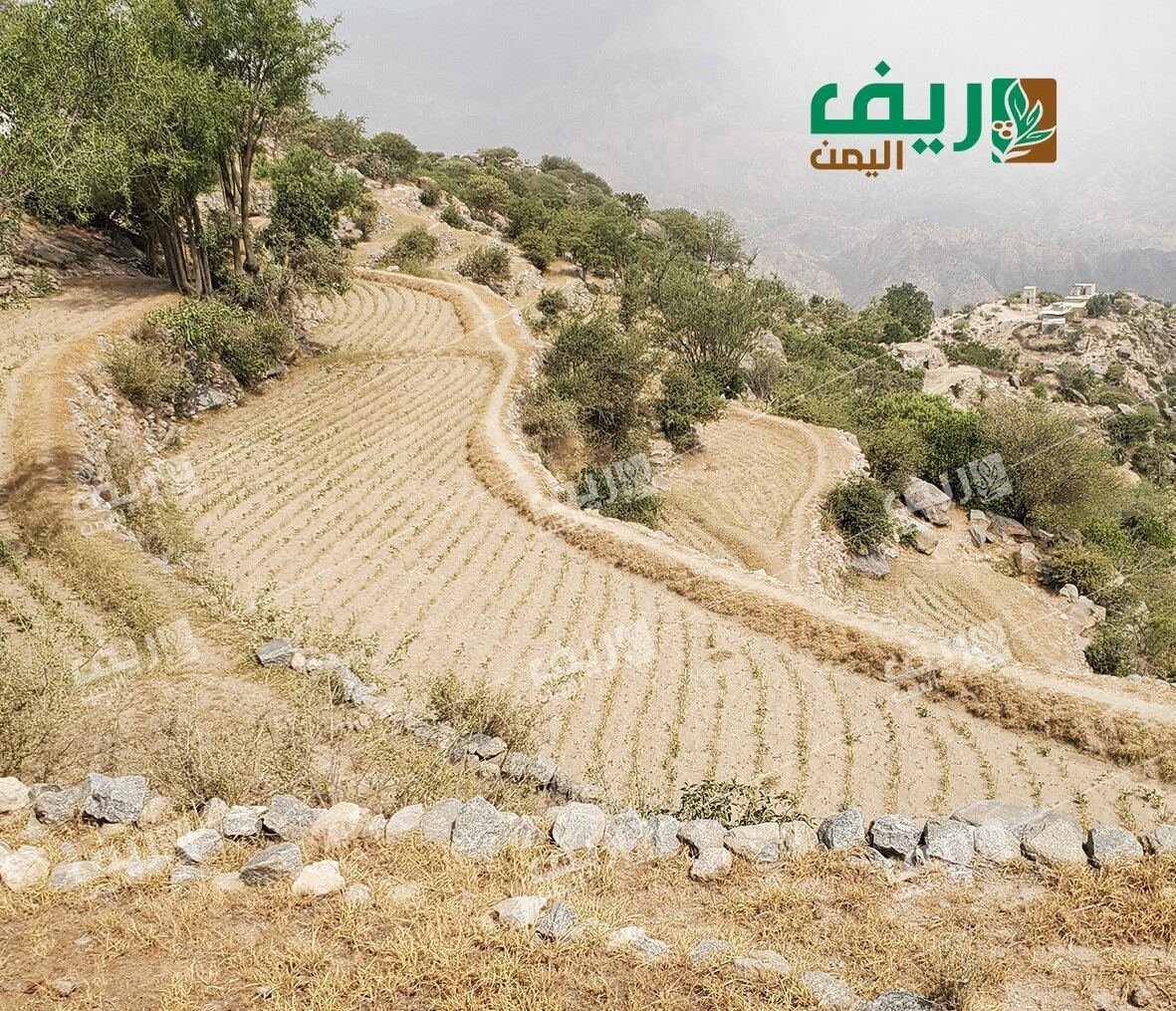 ريمة.. نقص الأمطار يُربك الدورة الزراعية