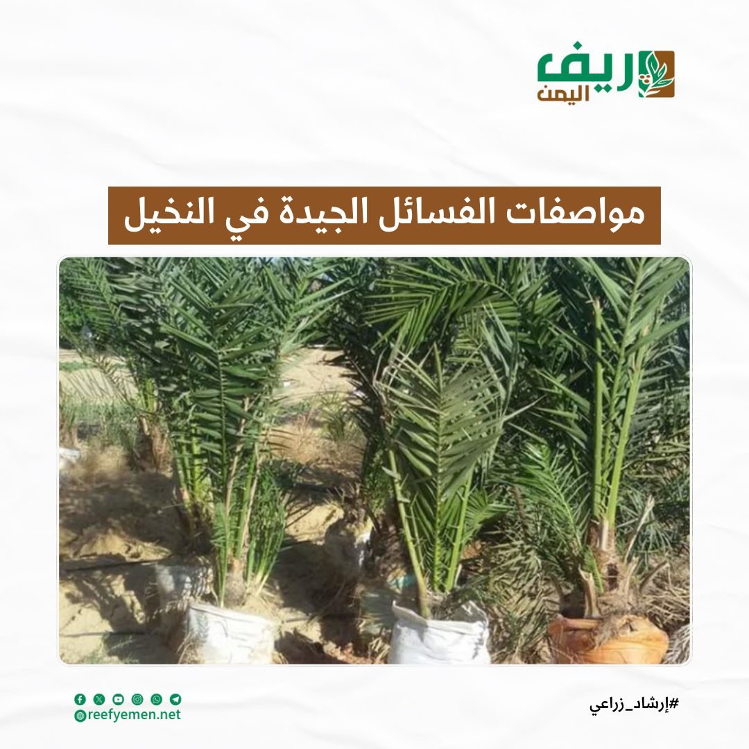 زراعة النخيل.. خطوات اختيار الفسائل