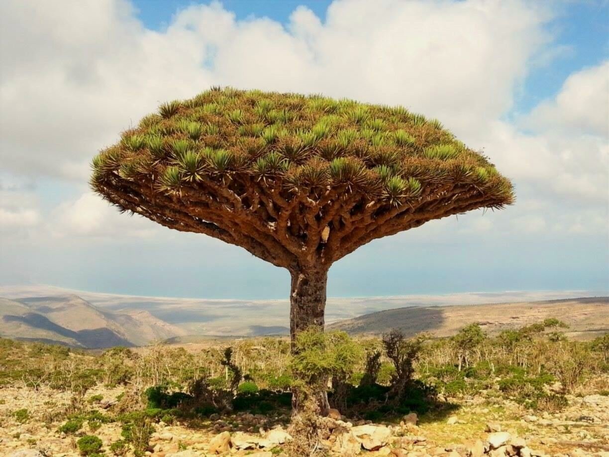 شجرة دم الأخوين جوهرة سقطرى في خطر