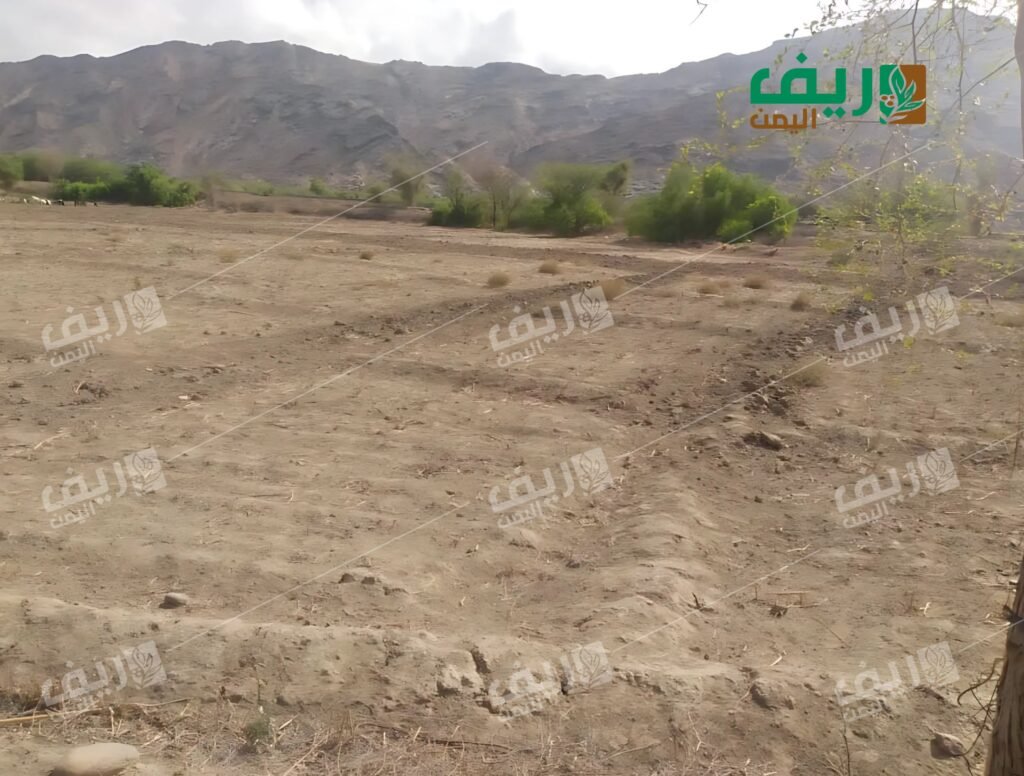 منطقة الراحة لحج: واحة ردفان التي ضربها الجفاف