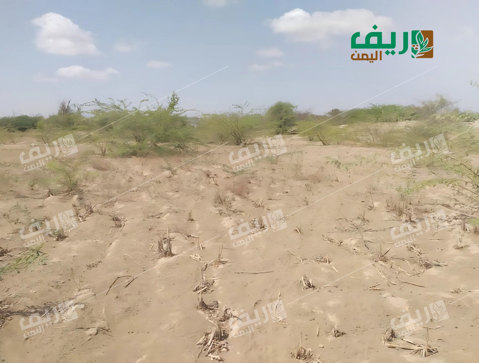 منطقة الراحة لحج: واحة ردفان التي ضربها الجفاف