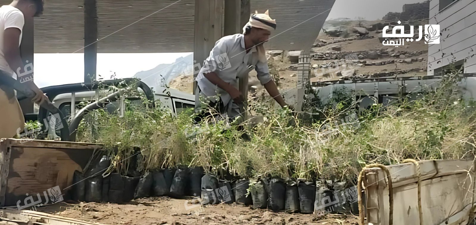 المحويت.. مبادرة مجتمعة لزراعة 10 آلاف شتلة سدر