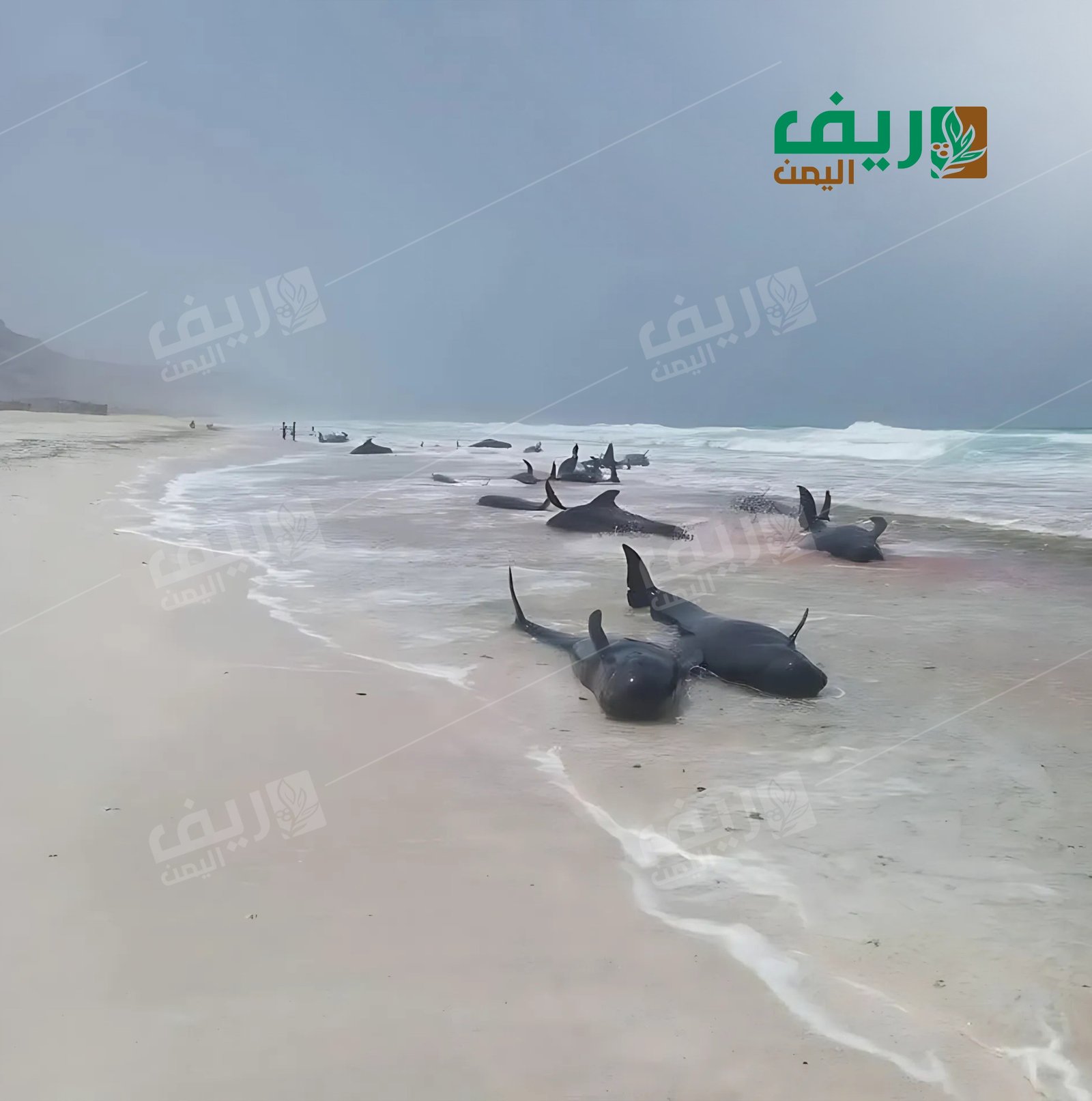 نفوق الدلافين في سقطرى: أزمة بيئية أم تدخل بشري؟