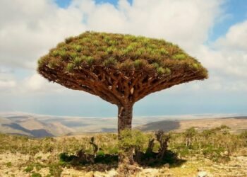 سقطرى المهددة بالخطر: هل تنجو جنة اليمن من العبث؟