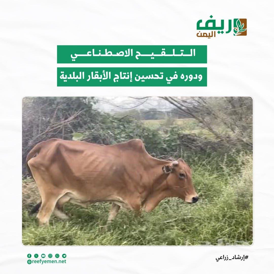 تربية الأبقار: التلقيح الاصطناعي ودوره في تحسين الإنتاج