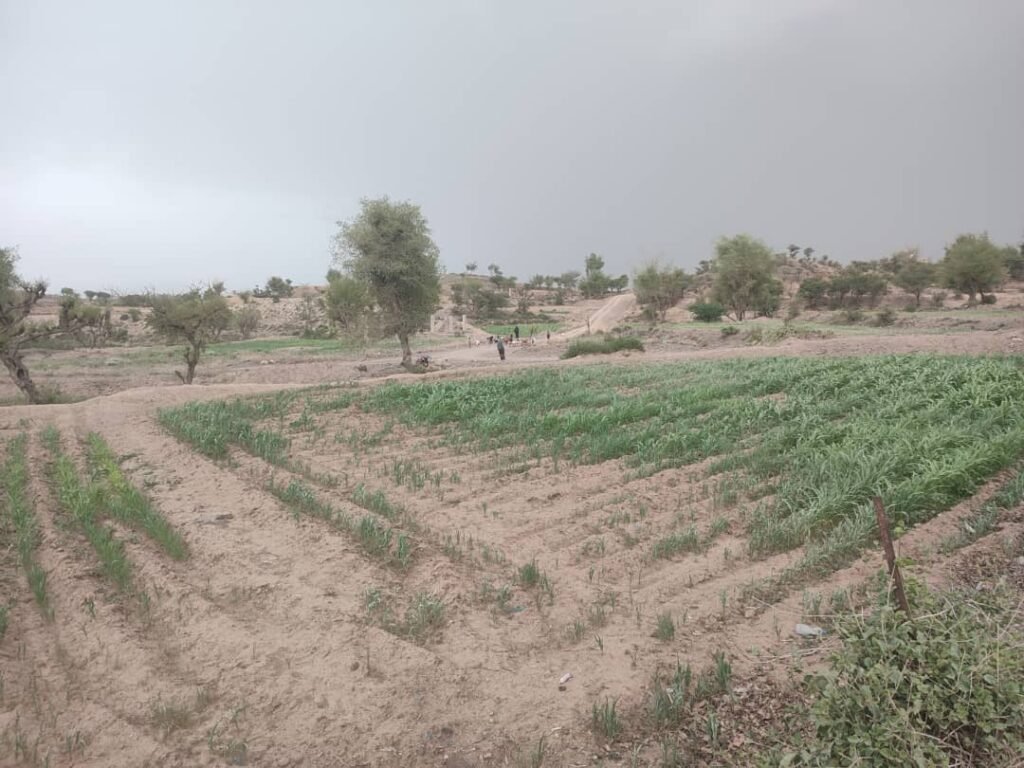 تعز.. الجفاف يهدد محاصيل الذرة الرفيعة