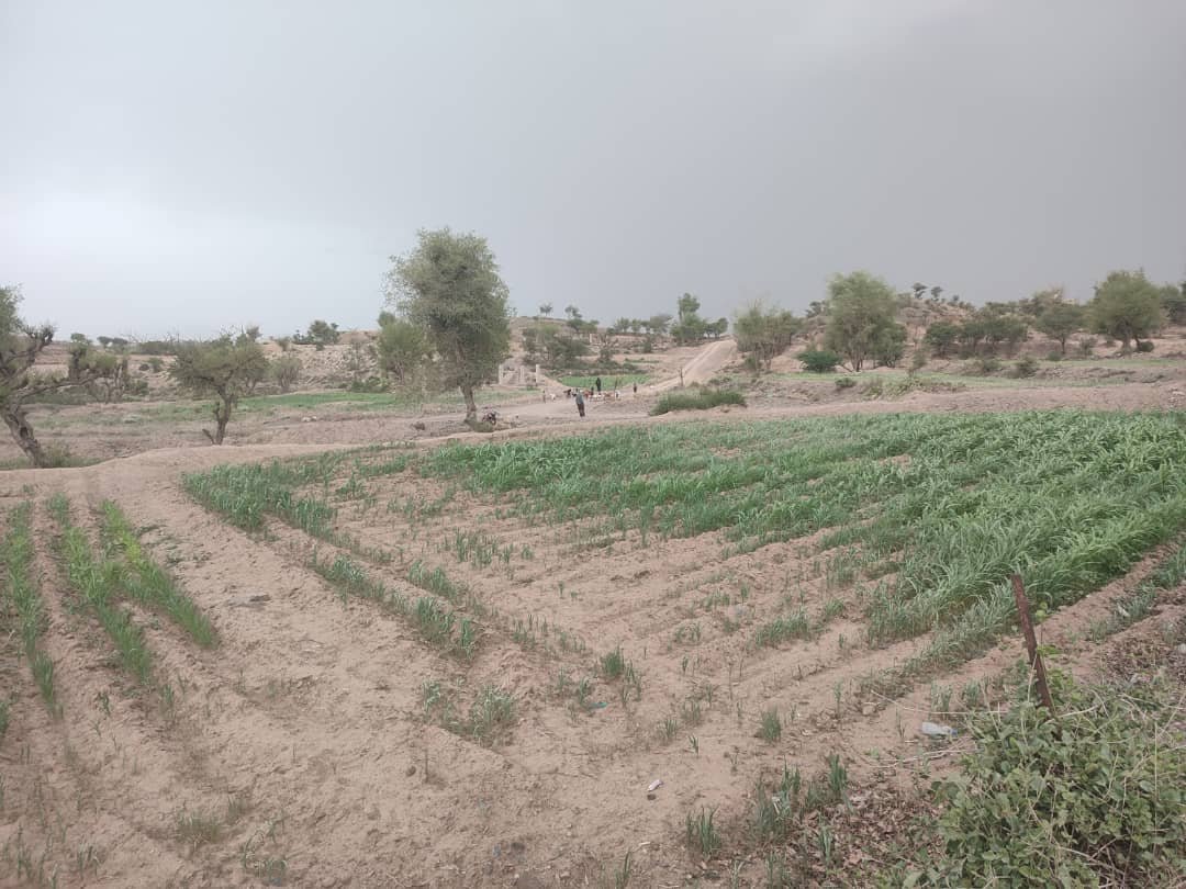 تعز.. الجفاف يهدد محاصيل الذرة الرفيعة