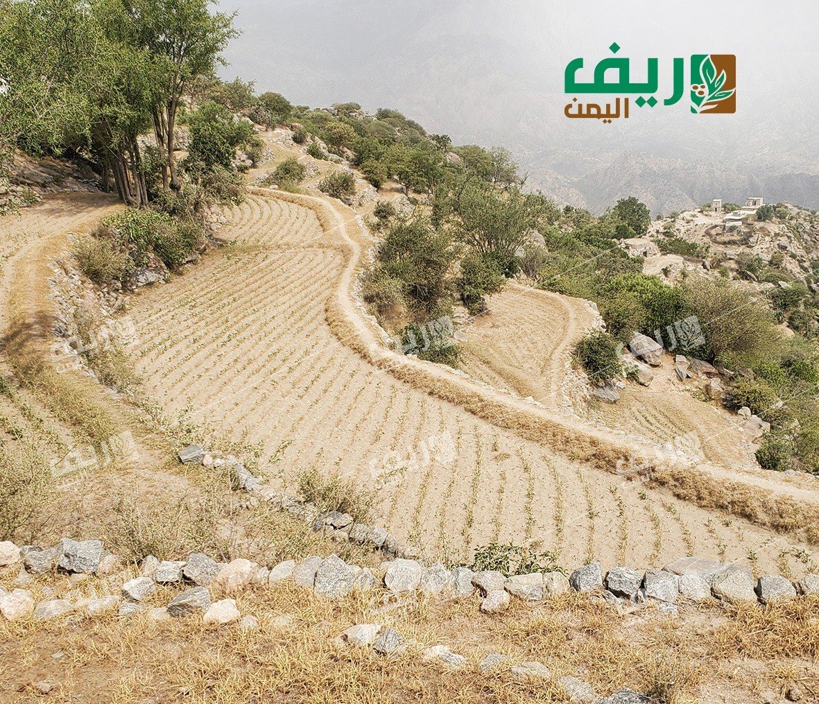 ريمة.. نقص الأمطار يُربك الدورة الزراعية