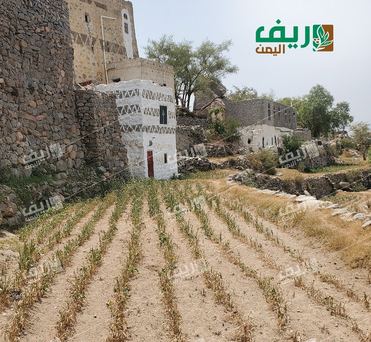 ريمة.. نقص الأمطار يُربك الدورة الزراعية