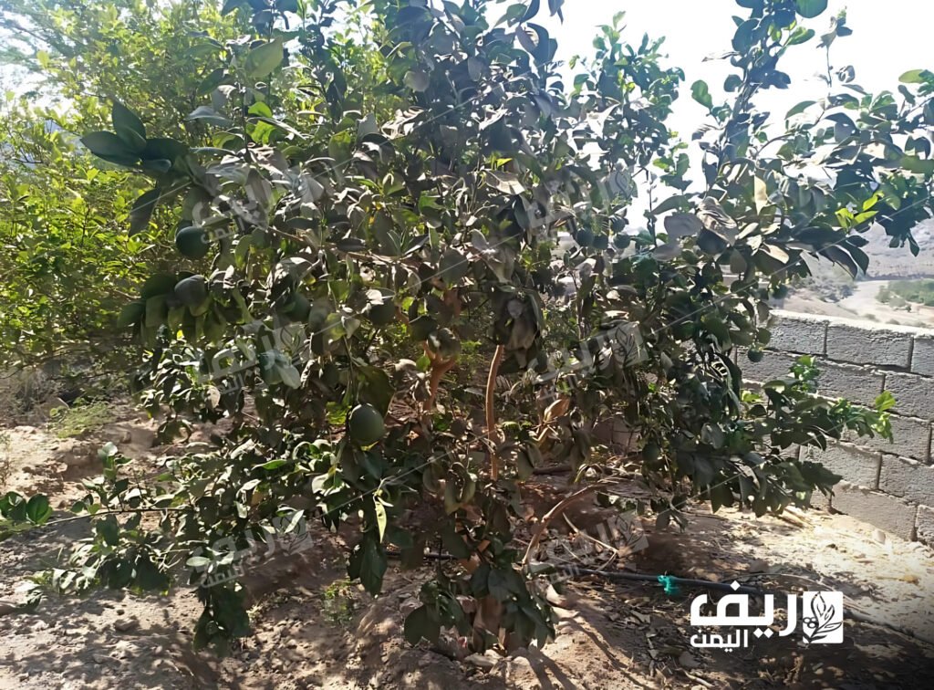 الزراعة المنزلية: وسيلة لمواجهة الضغوط المعيشية