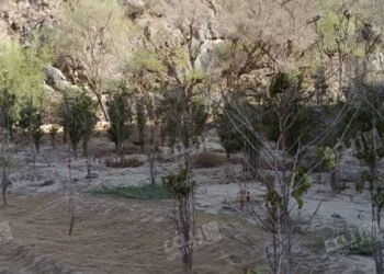 زراعة البن اليمني
