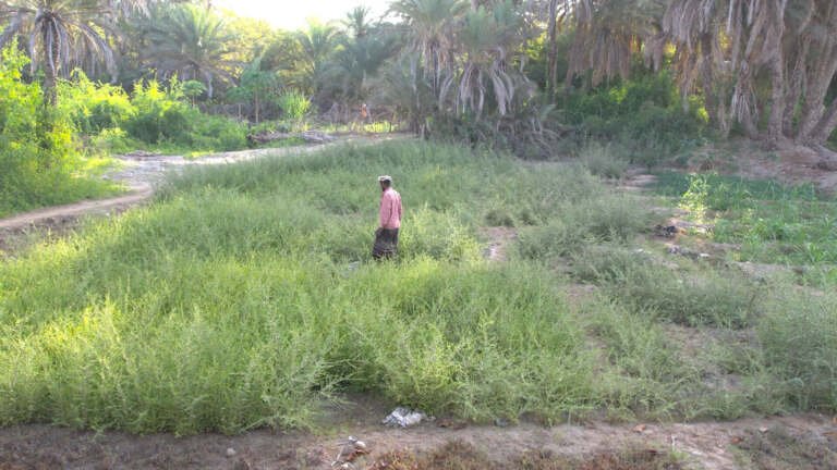حضرموت: زراعة الحناء تواجه شح المياه وتحديات الإنتاج