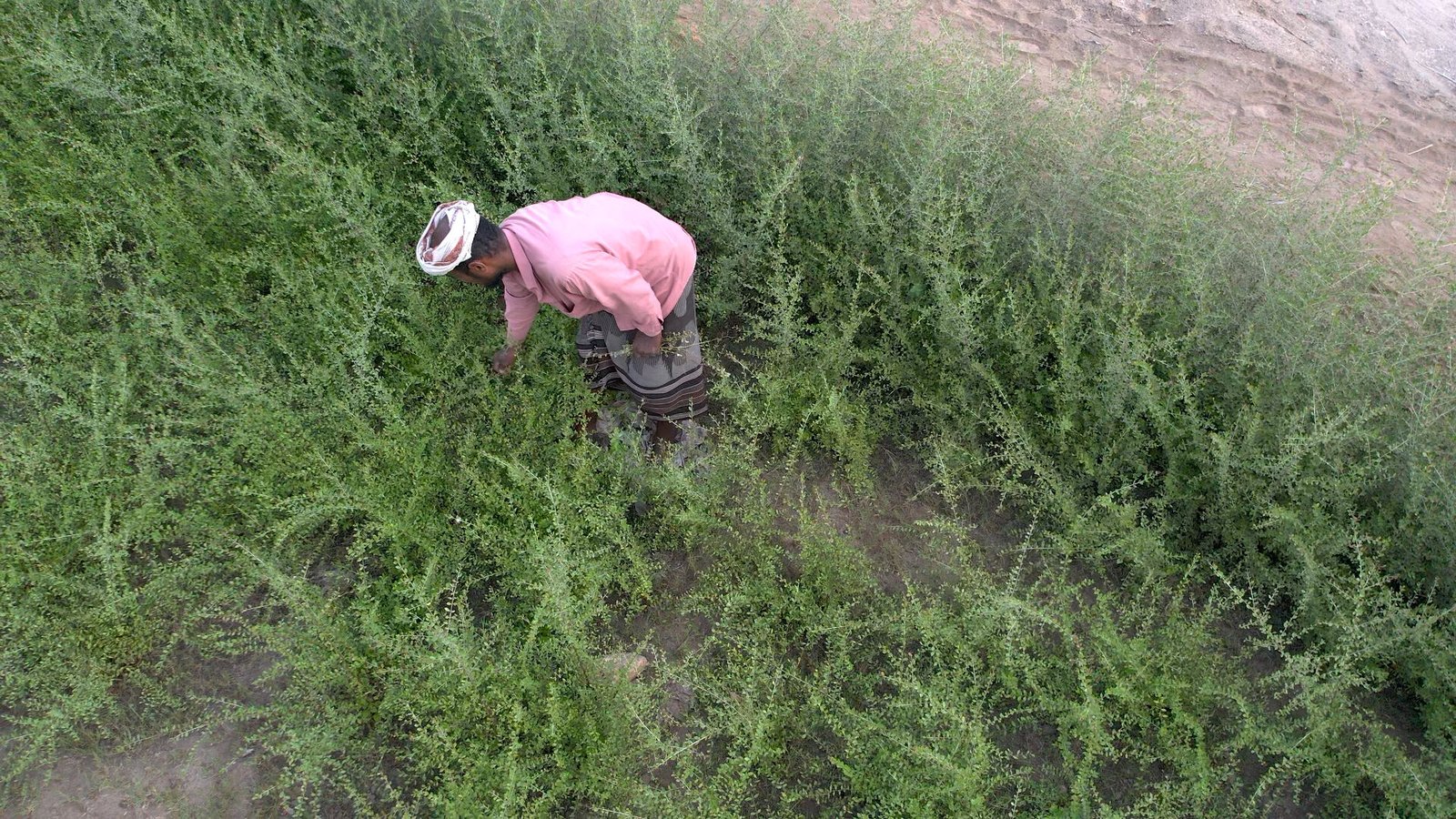 حضرموت: زراعة الحناء تواجه شح المياه وتحديات الإنتاج