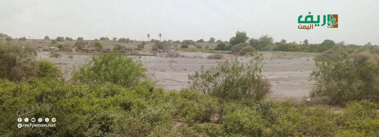 الزراعة المنزلية: وسيلة لمواجهة الضغوط المعيشية