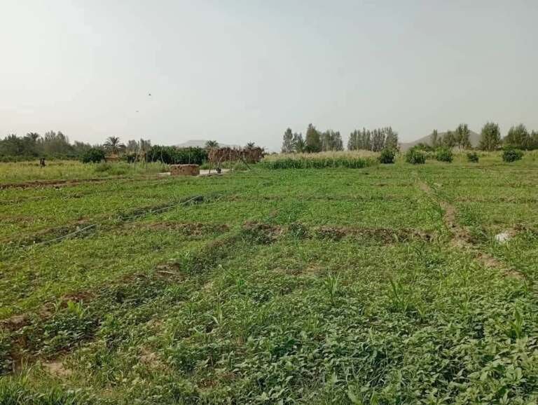 الزراعة اليمنية: بين فاتورة الاستيراد الباهظة وآمال التصدير