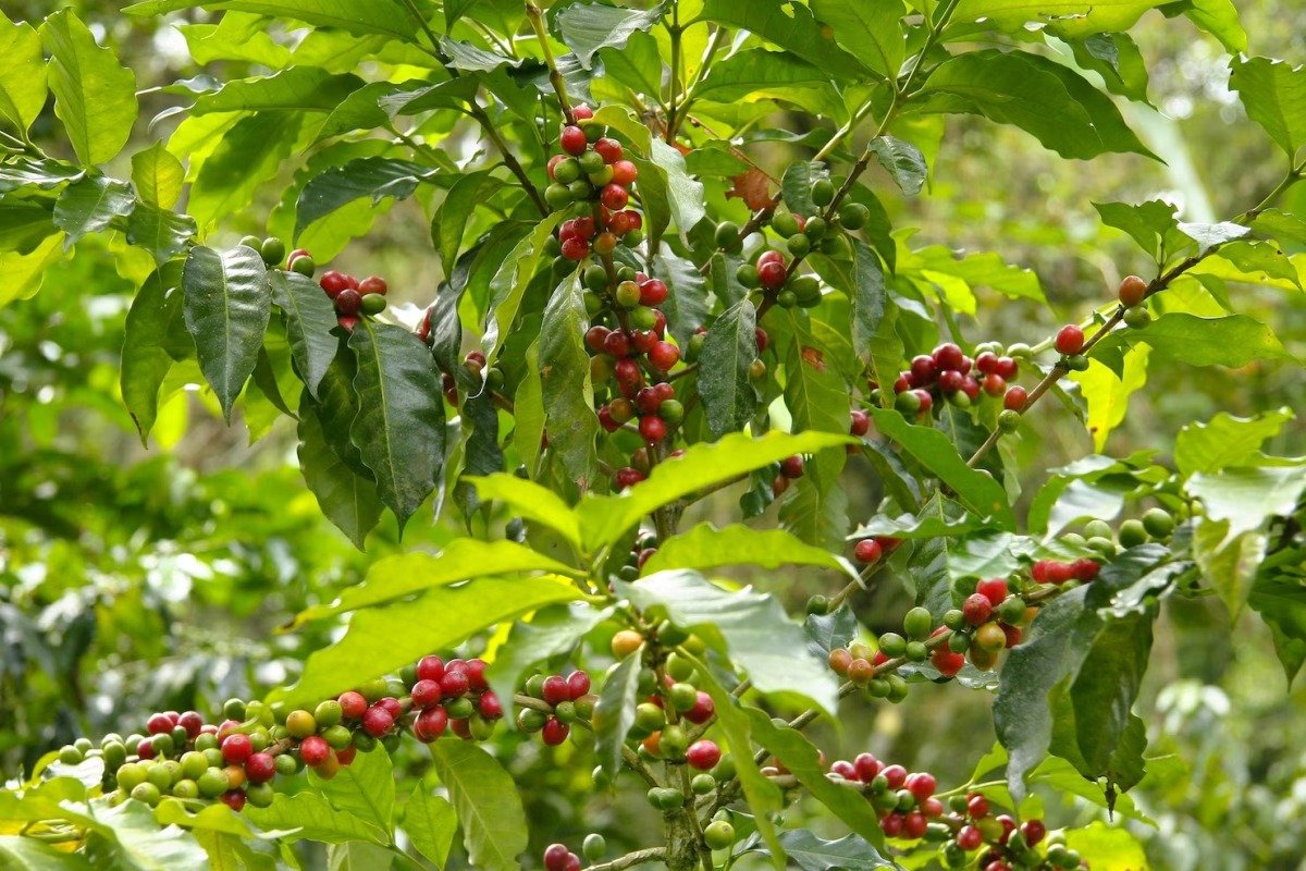 القهوة العربية معرضة للخطر بسبب أزمة المناخ