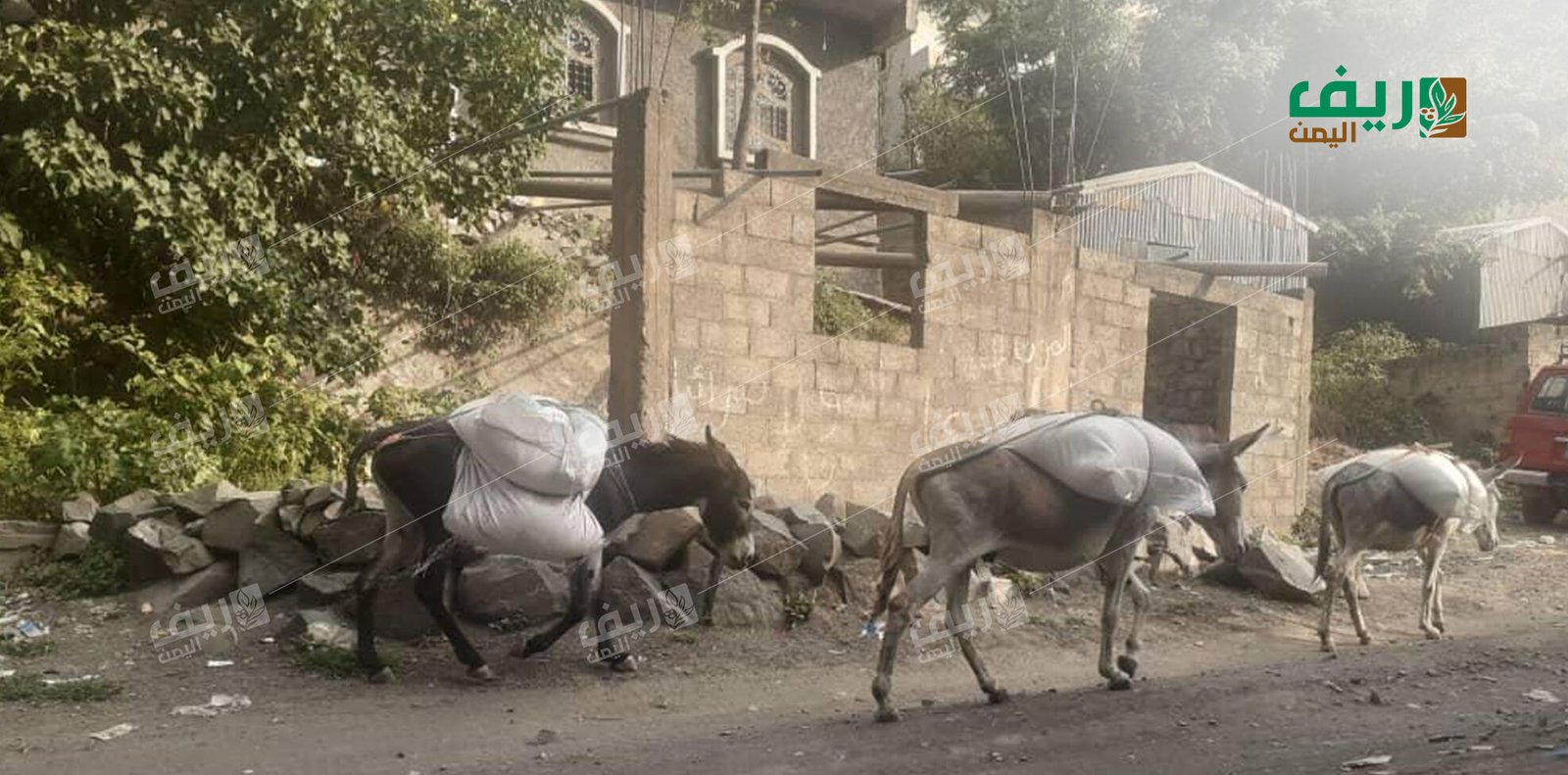 تعز.. طريق الدمنة في جبل حبشي حلم بدأ يتحقق