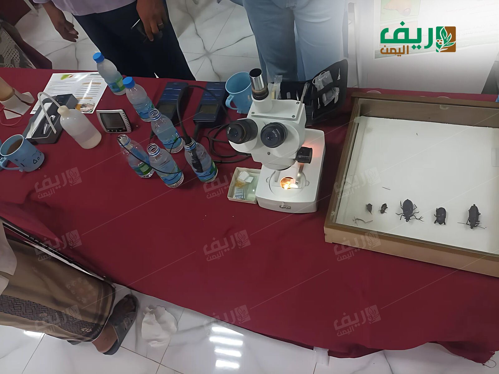 حضرموت تحتفي بكنزها الأخضر