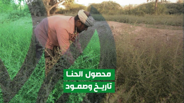 زراعة الحنا.. تأريخ من الصمود