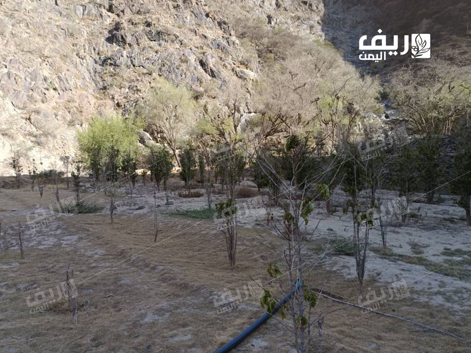 الجفاف وتغير المناخ يهددان زراعة البن اليمني