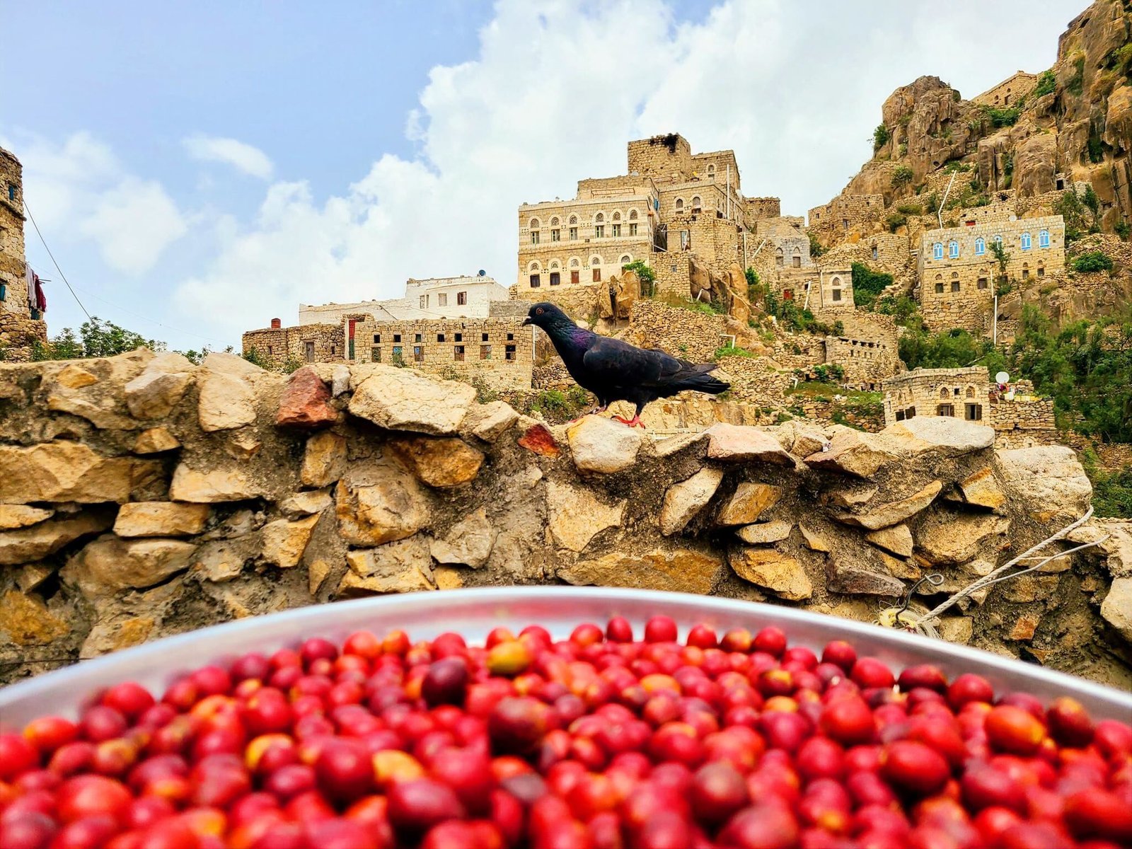البن اليمني - برع الحديدة